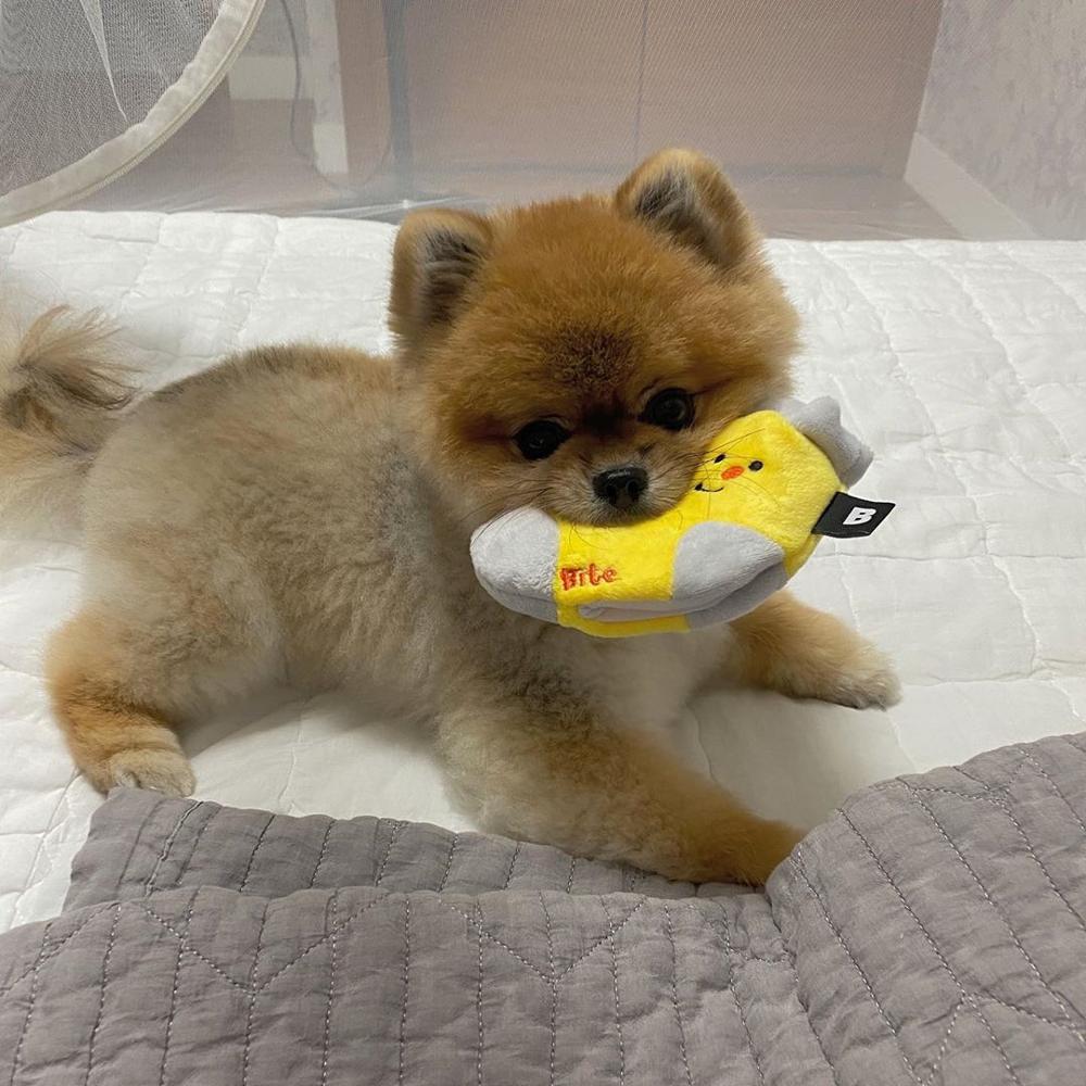 Socks Interactive Nosework Dog Toy