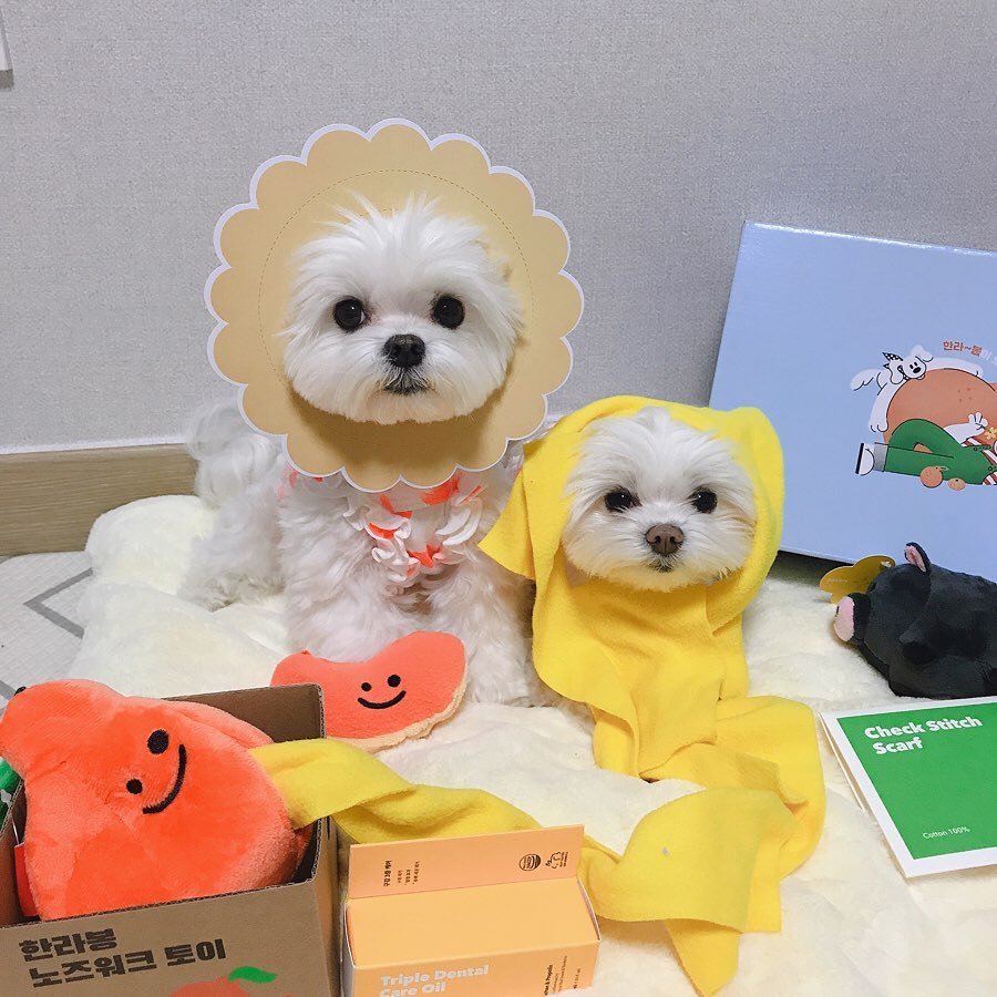 Orange Interactive Nosework Dog Toy