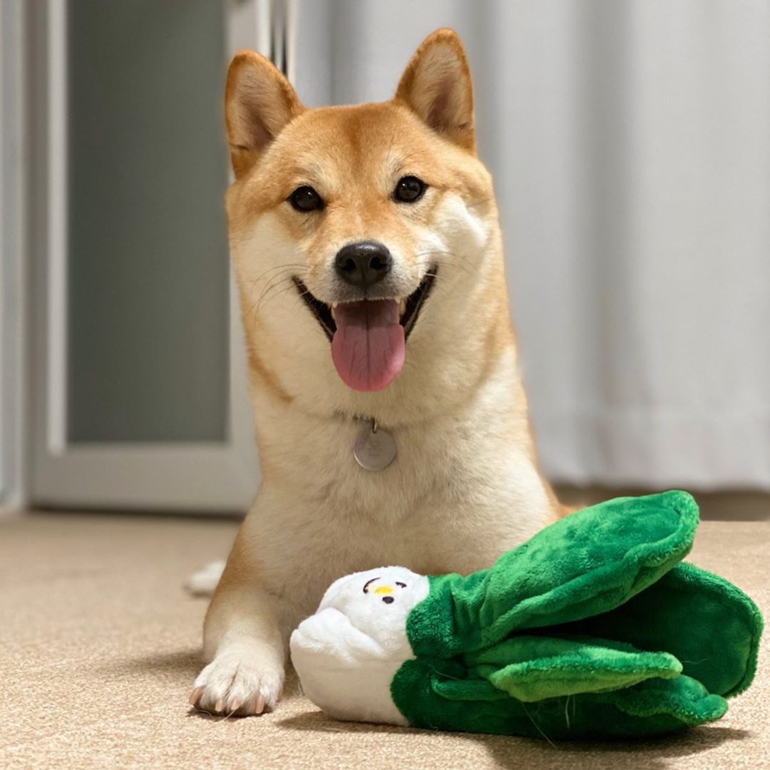 Bok Choy Interactive Dog Toy