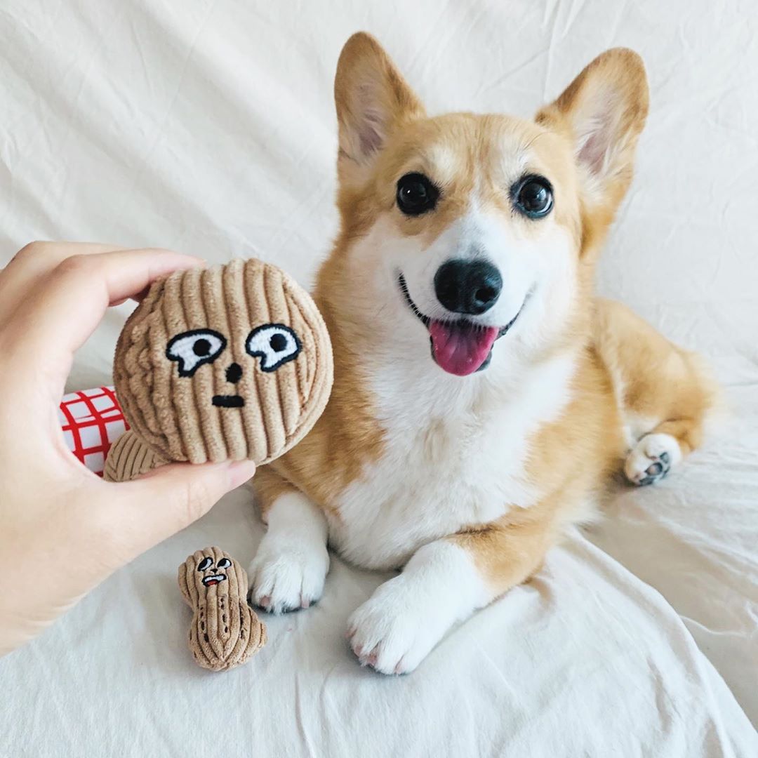 Walnut Peanut Bag Interactive Dog Toy