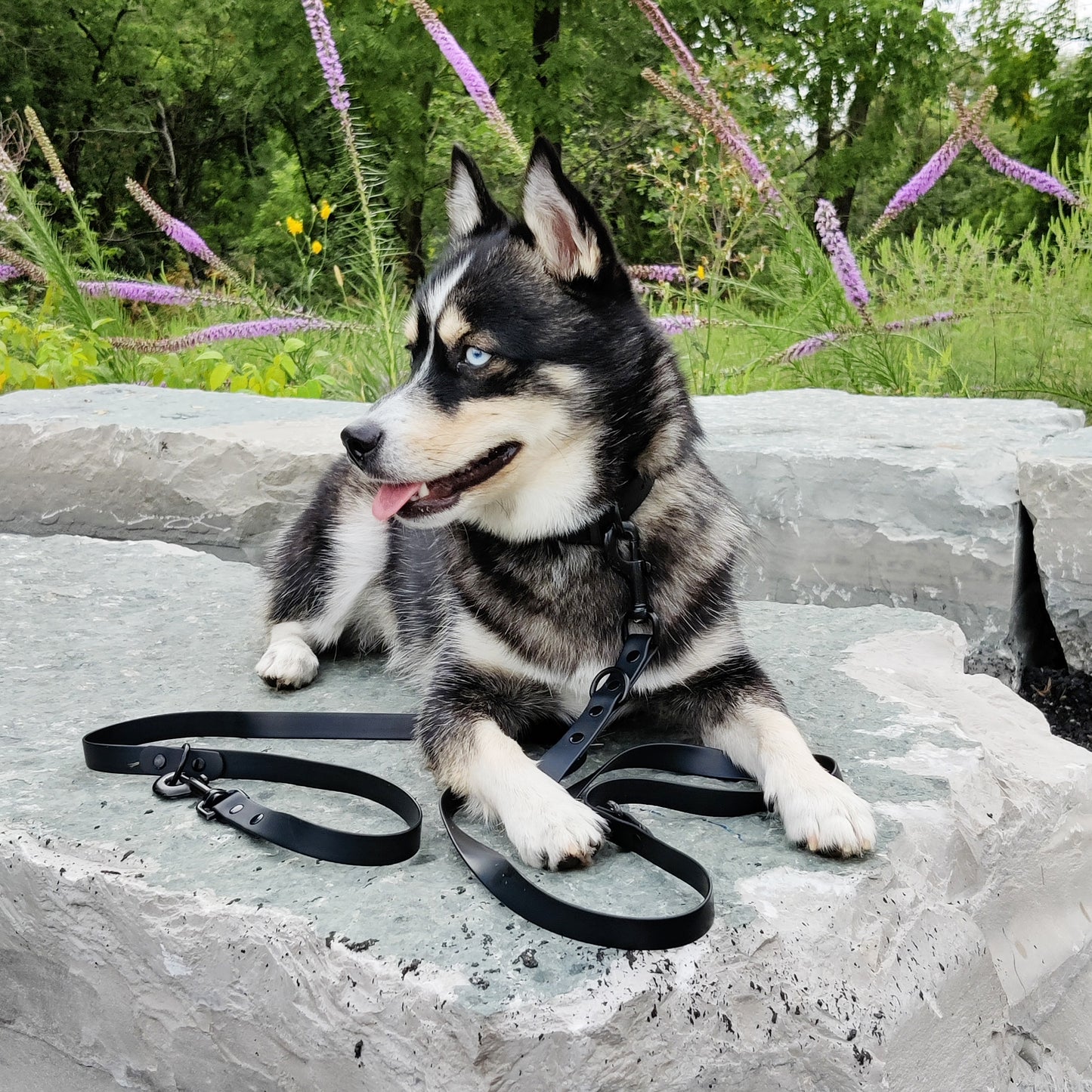 Hands-Free Adjustable Waterproof Dog Leash