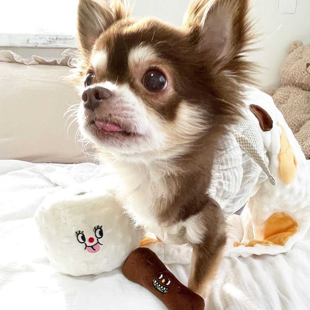 Funny Toilet Paper Interactive Dog Toy