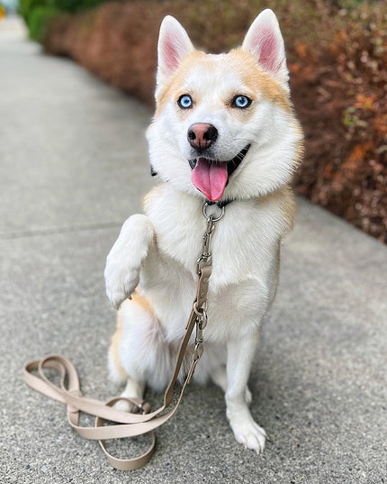 Hands-Free Adjustable Waterproof Dog Leash