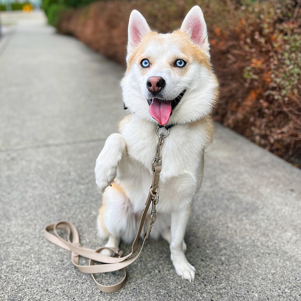 Hands-Free Adjustable Waterproof Dog Leash