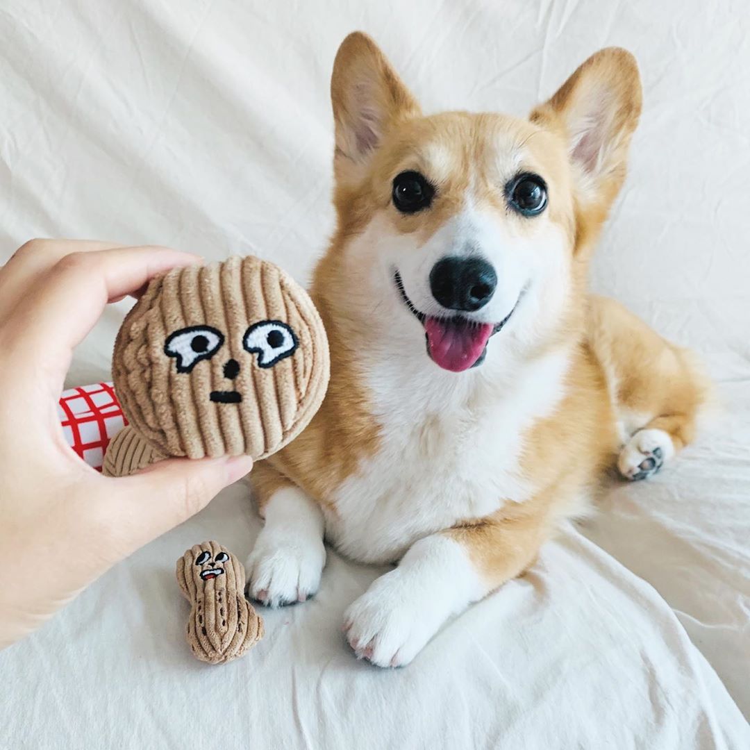 Walnut Peanut Bag Interactive Dog Toy – WOOFELITE