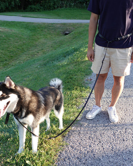 Hands-Free Adjustable Waterproof Dog Leash