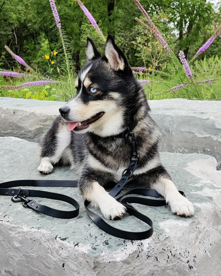 Hands-Free Adjustable Waterproof Dog Leash